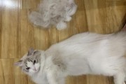 布偶掉毛厉害吗图片,十大最漂亮的猫
