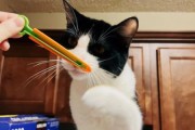 小猫能吃胡萝卜吗蒸熟的,小猫能吃胡萝卜吗有毒吗