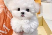 比熊的优缺点有哪些表现(比熊的优缺点及性格分析图片)