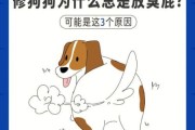 狗会不会放屁很臭,狗会不会放屁是什么味的