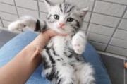 初见倾心的起司猫,从虎斑到起司猫的演变
