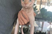 霍思燕家的猫叫什么名字,霍思燕家的猫多少钱一只
