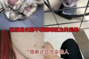 猫身上有蜱虫怎么办,猫身上有蜱虫吗传染人的症状