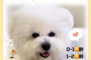 比熊能吃香蕉吗会死吗,比熊一生认几个主人