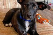 独特优雅的长耳朵猎犬品种(具备特殊听觉优势的耳朵大狗狗)
