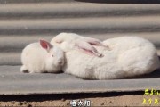 养兔子是福还是祸,兔子需要晒晒太阳不