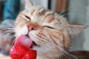 小猫可以吃草莓吗可以吃(小猫可以吃草莓吗有毒吗)