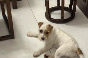 狗子可不可以吃皮蛋,狗能吃皮蛋吗为什么