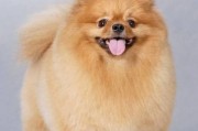 英系博美犬价格表,英系博美犬价格及图片