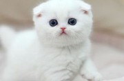 白猫品种(血统纯正的纯白英国短毛猫)
