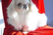 鹰叭犬种类,鹰叭犬图片