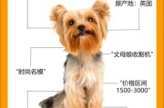 新手养约克夏五大忌,最干净最好养的小型犬
