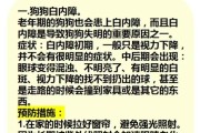 狗狗白内障(老年性白内障的征兆和预防措施)