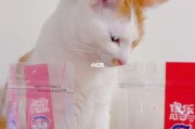 小猫能吃瓜子吗,猫咪可以吃瓜子吗