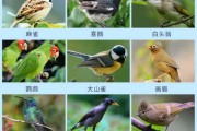 小鸟名字叫什么好听,小鸟名字可爱洋气吉祥