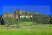 博美一般多大