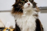 梨花猫多大成年(布偶猫多大成年)