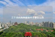 三个月的狗狗随地大小便怎么办