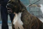 狩猎犬排名第一的犬,狩猎犬种类