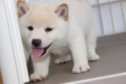白色柴犬小时候长什么样子(白色柴犬为什么不好)