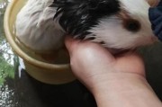 荷兰猪怎么洗澡擦干,荷兰猪怎么洗澡去异味