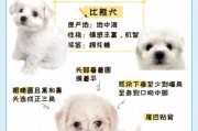 比熊一般多少斤？揭秘不同年龄比熊的标准体重