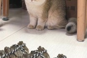 猫能吃螃蟹吗腿,猫能吃螃蟹吗会死吗