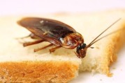 蟑螂爱吃什么怎样诱捕,蟑螂爱吃什么食物诱饵