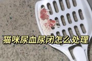 猫咪尿频尿血是怎么回事怎么治疗(猫咪尿频繁一次只尿一点点怎么办)