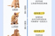 猫必须打疫苗吗,室内养的猫完全没必要打三联