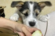 狗能吃芭乐么,宠物狗能吃芭乐吗