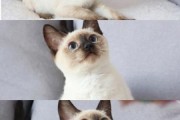 暹罗猫一窝能生几只,猫一窝能生几只公猫啊