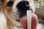 狗狗适合喝酸奶吗(酸奶对狗狗来说安全吗)