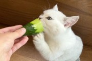 猫可以吃黄瓜吗的短视频,猫能吃的20种水果
