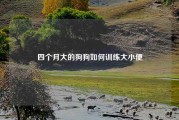 四个月大的狗狗如何训练大小便
