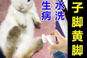 兔子公母鉴别图片,兔子脚底发黄怎么清理