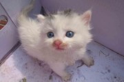 扫一扫识别猫品种,白色蓝眼睛猫是啥品种腿长