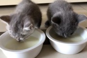 猫咪能喝的牛奶有哪些,幼猫能喝纯牛奶吗二三个月