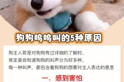 揭秘狗狗的汪汪叫声(探究狗狗的汪汪叫声背后的含义)