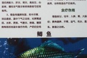 鲫鱼怎么养活家里,鲫鱼怎么养活家养