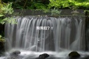 狗狗肛？T