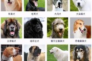 超全整理！100多种名犬排行图片，看看有没有你认识的！