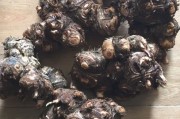 狗可以吃芋头吗熟的,狗能吃芋头嘛