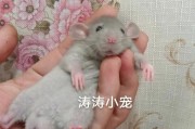卷毛的灵敏小精灵(深受喜爱的卷毛小捣蛋鬼)