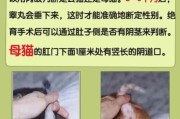 猫怎么交配
