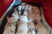兔子养殖面临问题(兔子一个月大概生一窝)
