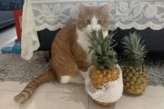 猫能吃菠萝吗为什么,猫咪可以吃什么水果