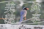 红嘴蓝鹊的叫声寓意,红嘴蓝鹊的叫声怎么形容