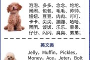 男狗狗名字大全 洋气点的两个字,男狗狗名字大全 洋气点的英文