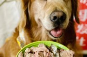 狗会吃狗吗,狗能吃狗肉吗会死吗
